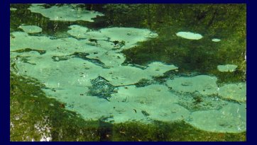 Rezerwat Niebieskie Źródła