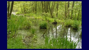 Rezerwat Niebieskie Źródła